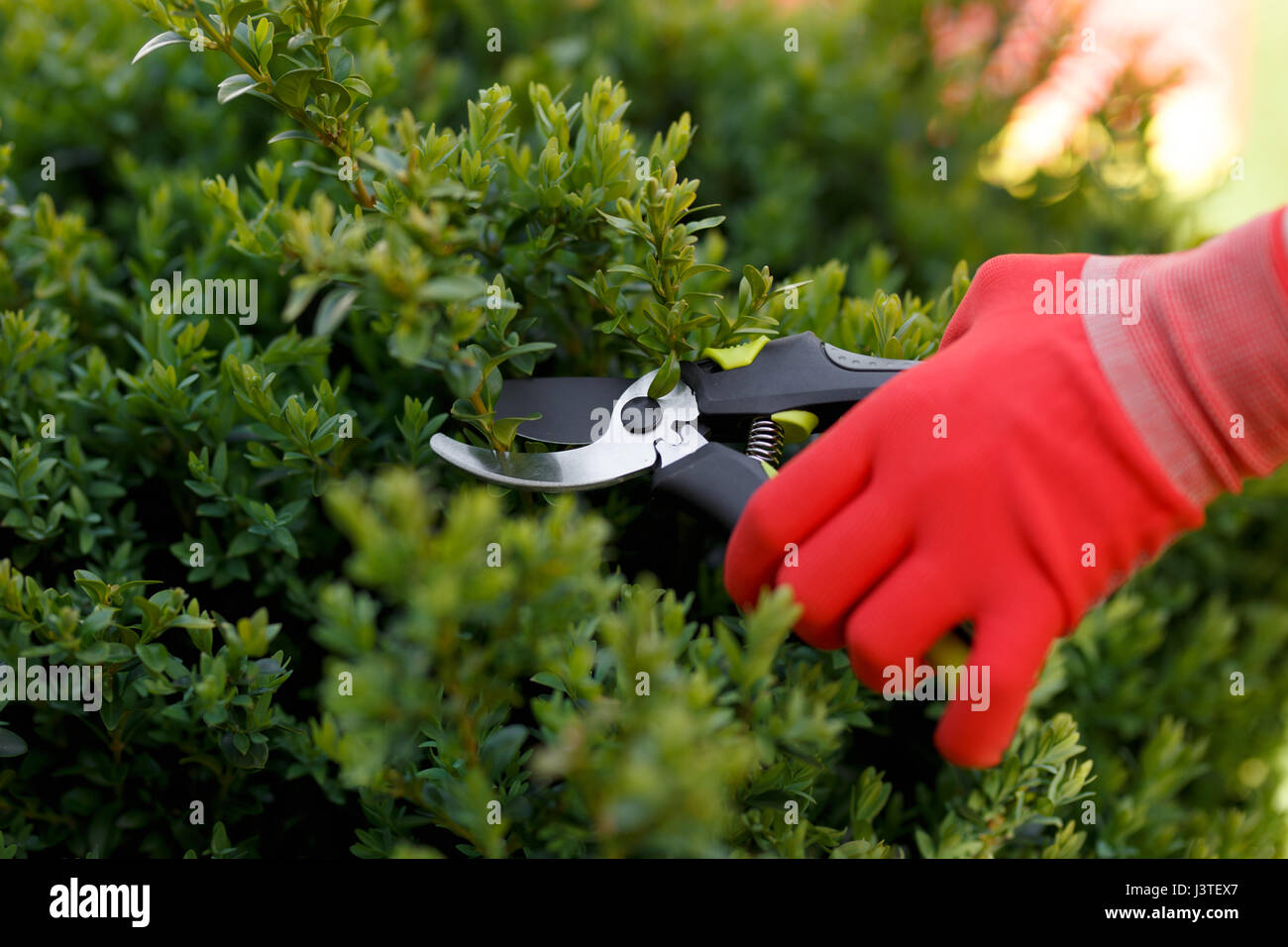 Ragazza taglia o i rivestimenti della bussola con tagliasiepe nel giardino. Foto Stock