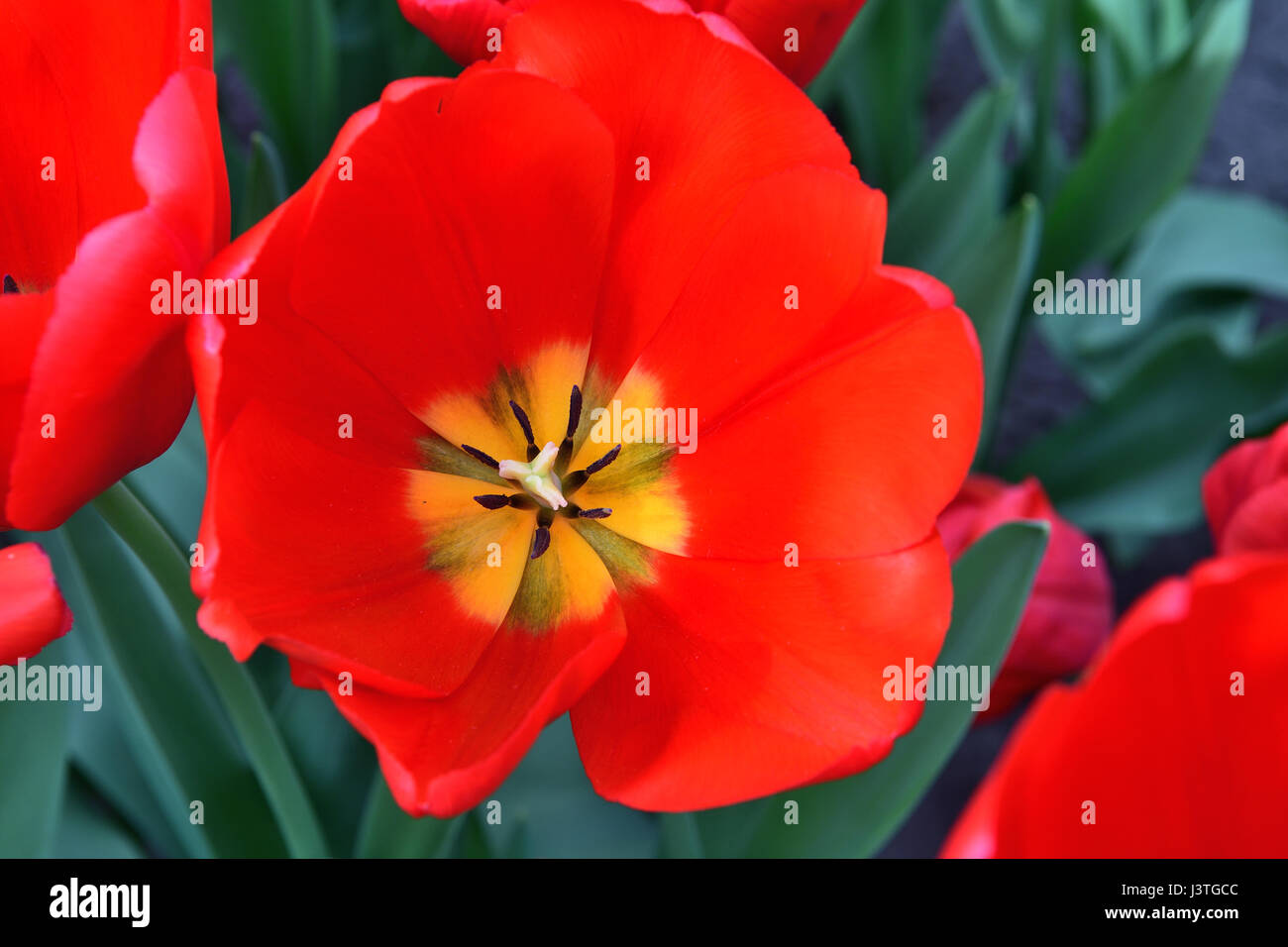 Close up red tulip con giallo stame Foto Stock