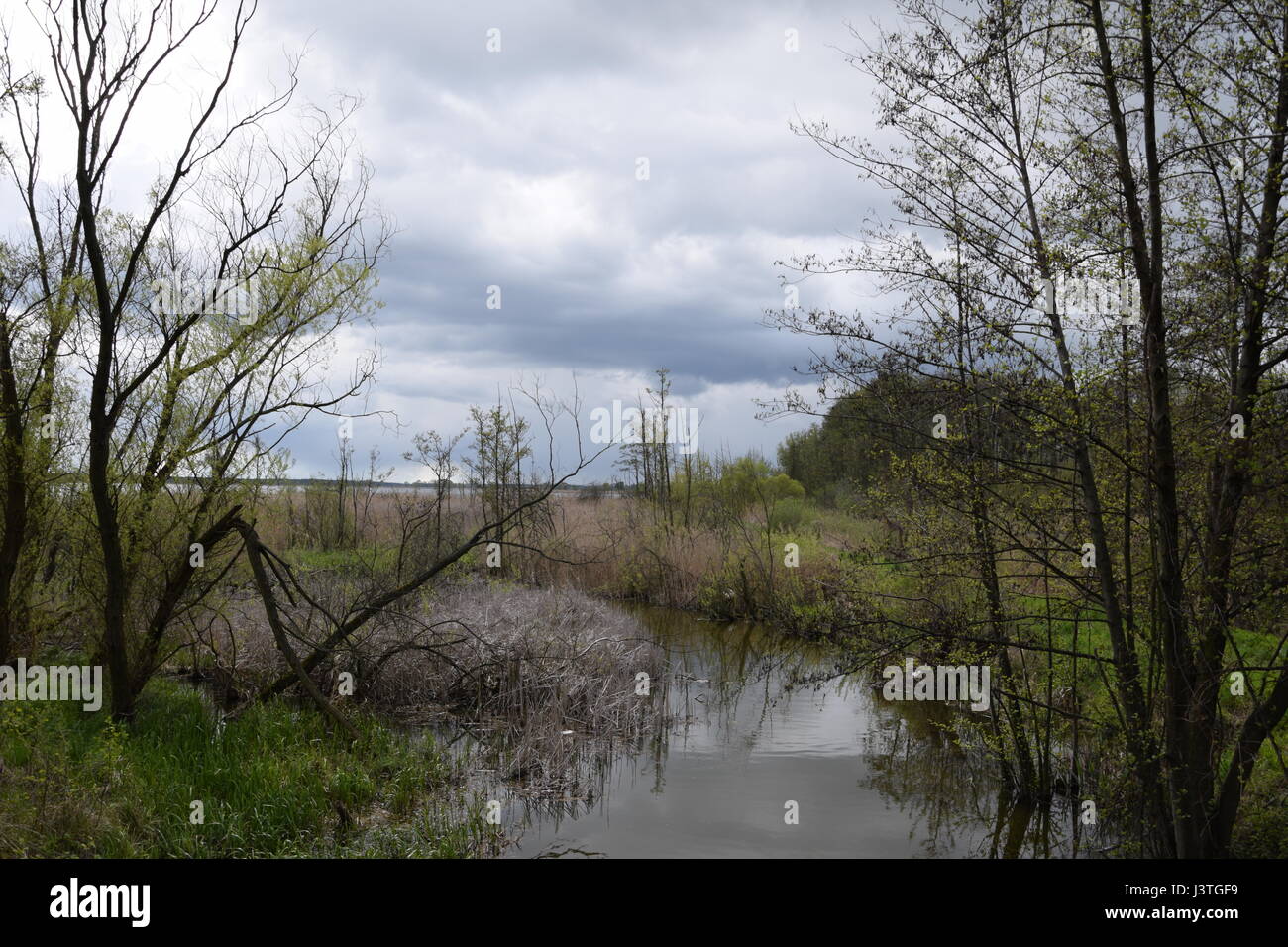 La molla Paesaggio fluviale selvaggio Foto Stock