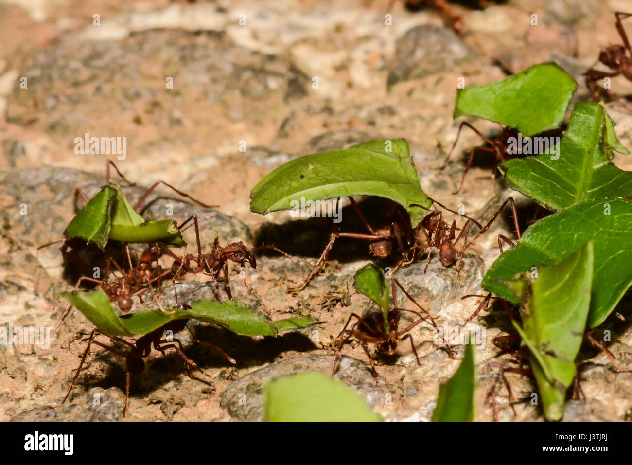 Una chiusura di foglie taglio di formiche in Costa Rica Foto Stock