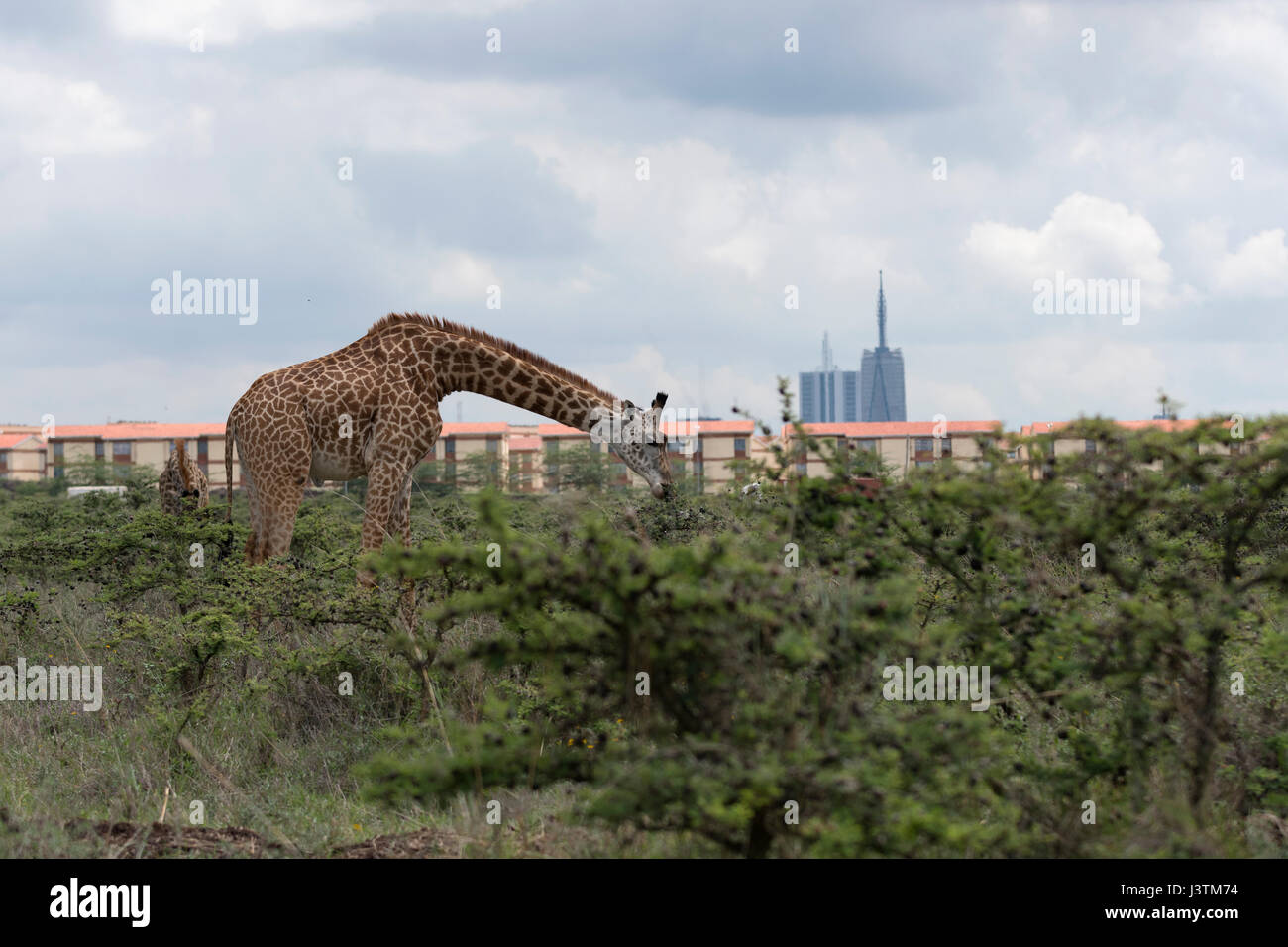 Lo sfondo del paesaggio di grande altezza giraffa africana nel verde delle boccole con sfondo di Nairobi città edifici , Kenya , Parco Nazionale Foto Stock