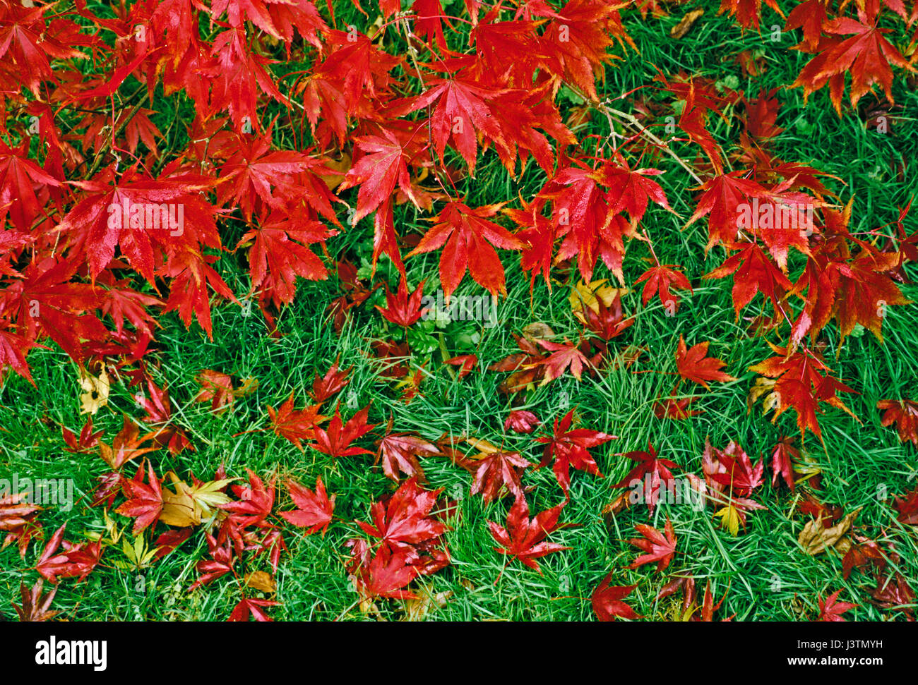 Acer palmatum O Sakazuki Colore di autunno Foto Stock