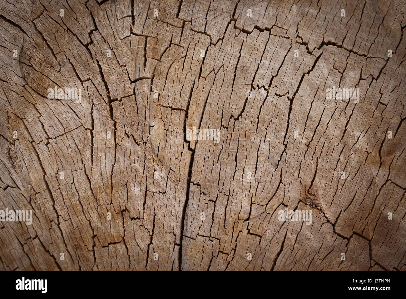 Ceppo di legno sfondo texture Foto Stock