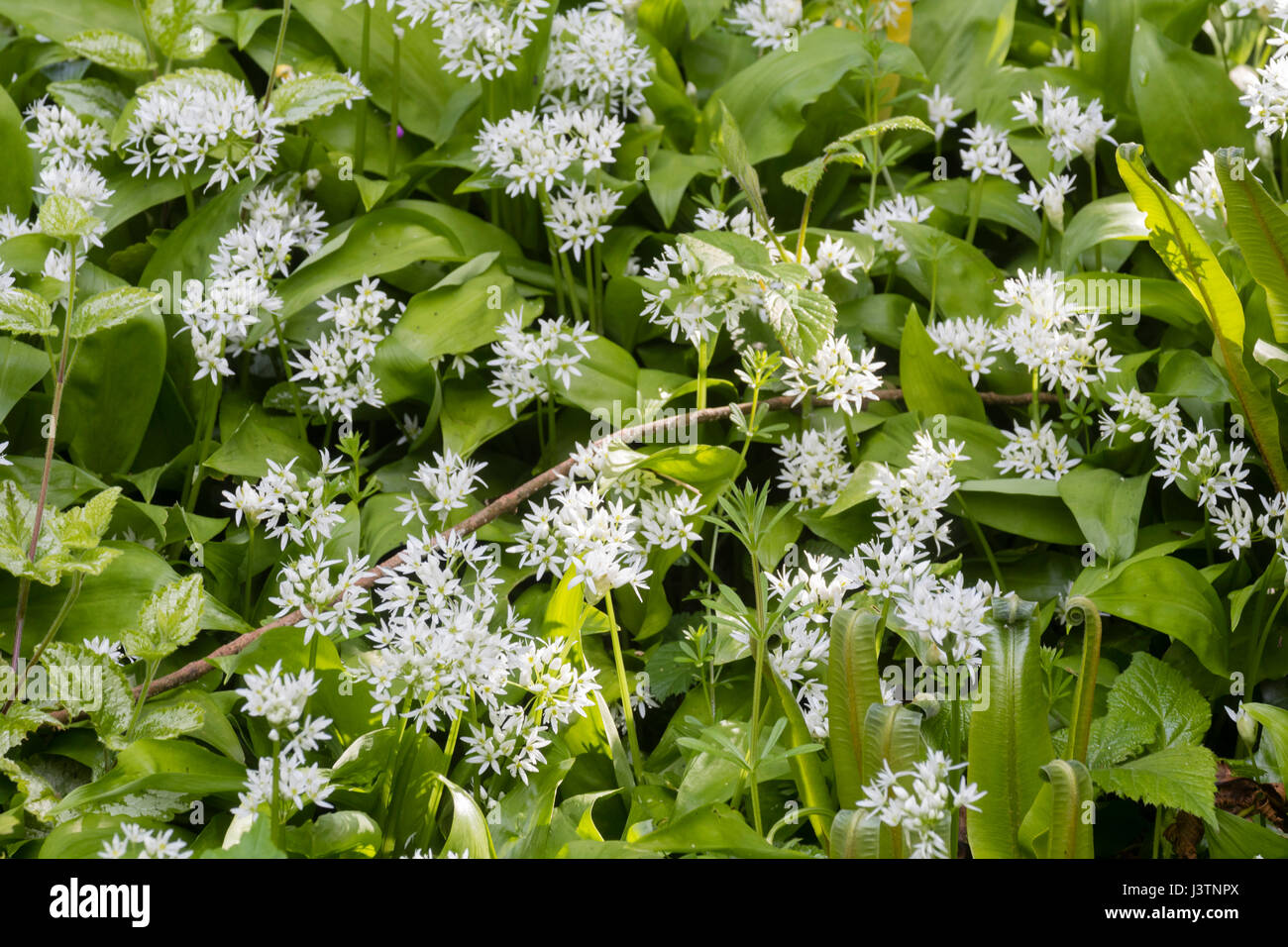 Fiori di Primavera di ransoma, aglio selvatico, Allium ursinum, crescendo in un Devon siepe Foto Stock