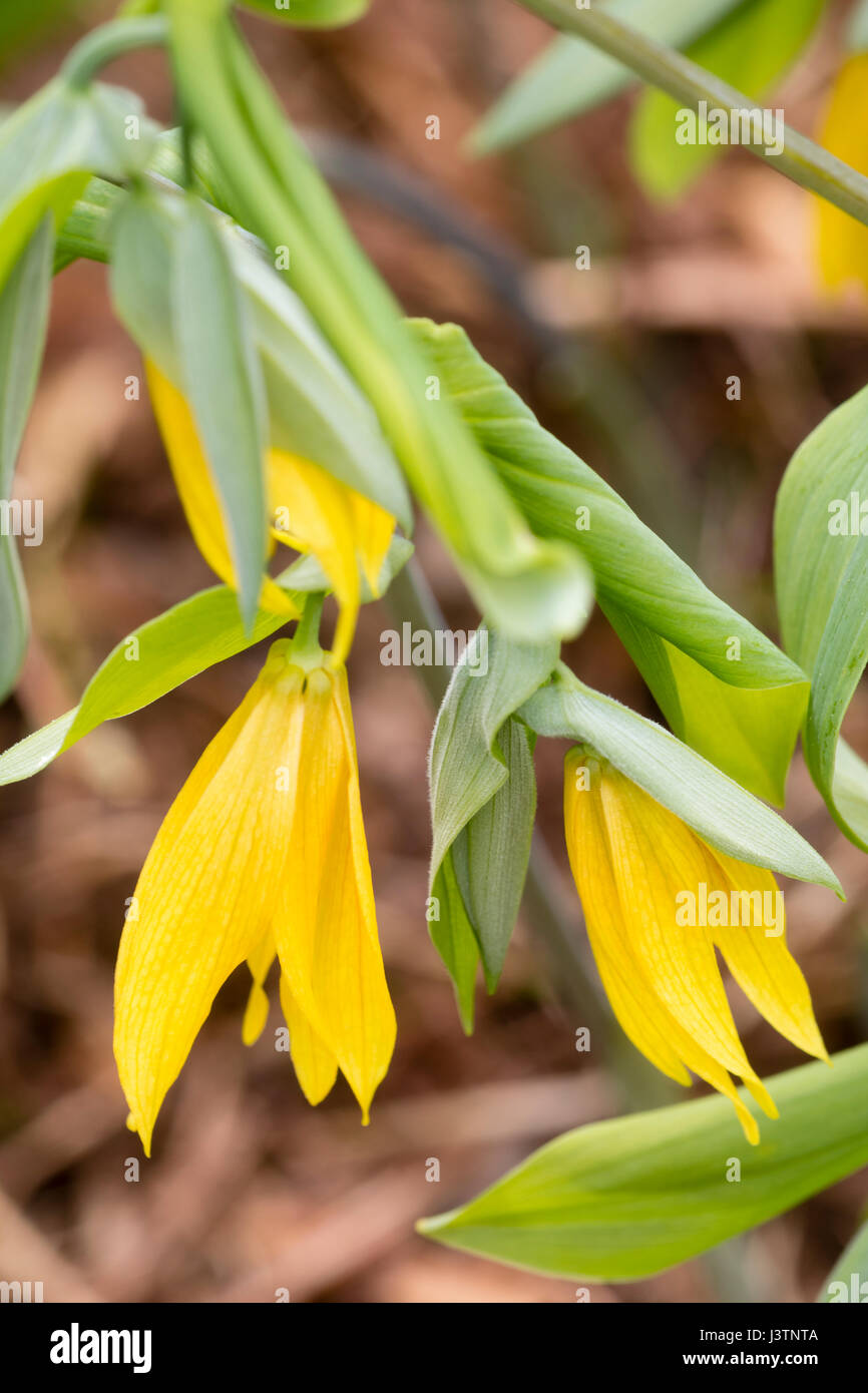 Fiori di un arancio forma della perenne, estate woodlander dormienti, uvularia grandiflora Foto Stock