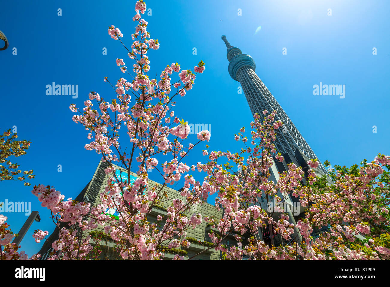 Tokyo, Giappone - 19 Aprile 2017: Tokyo Skytree con fiori di ciliegio in piena fioritura. Tokyo Skytree è la torre più alte del mondo, la radiodiffusione e obs Foto Stock