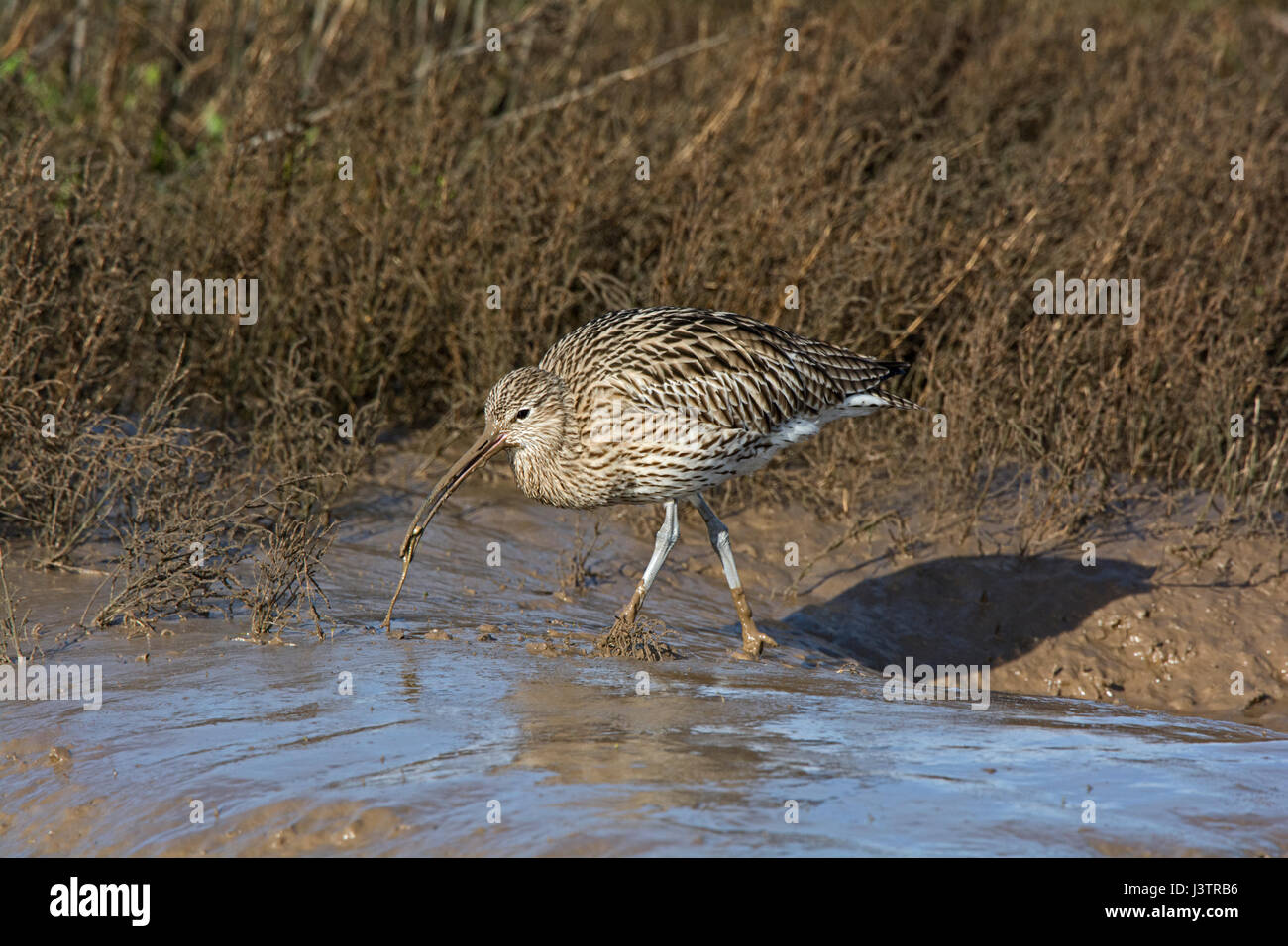 Eurasian Curlew Numenius arquata Titchwell, Norfolk inverno Foto Stock