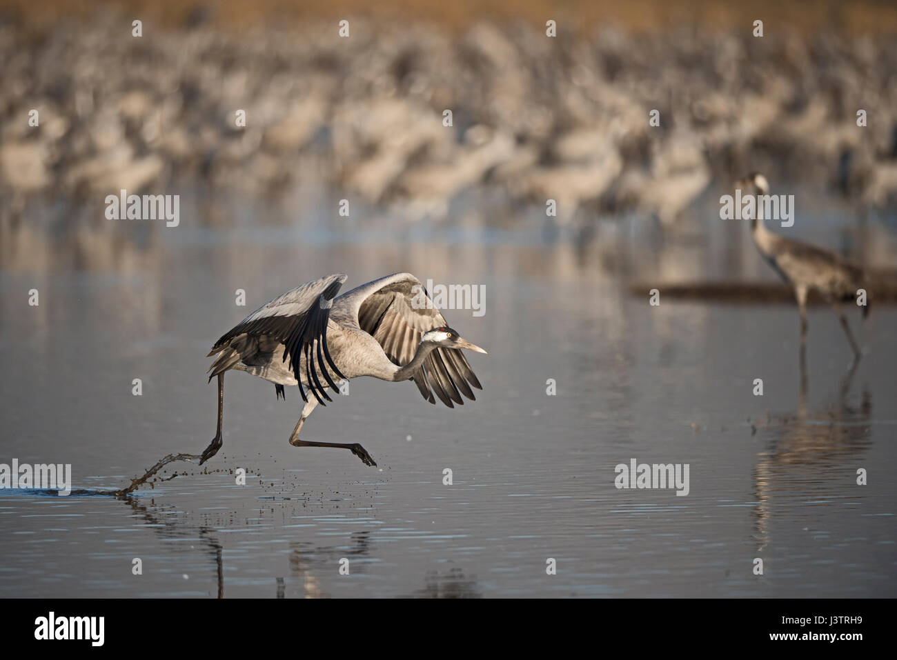 Comune, gru grus grus, svernante presso il lago di Hula Park, nota in ebraico come Agamon HaHula nella Valle di Hula settentrionale di Israele. Gli agricoltori spread di 8 tonnellate Foto Stock