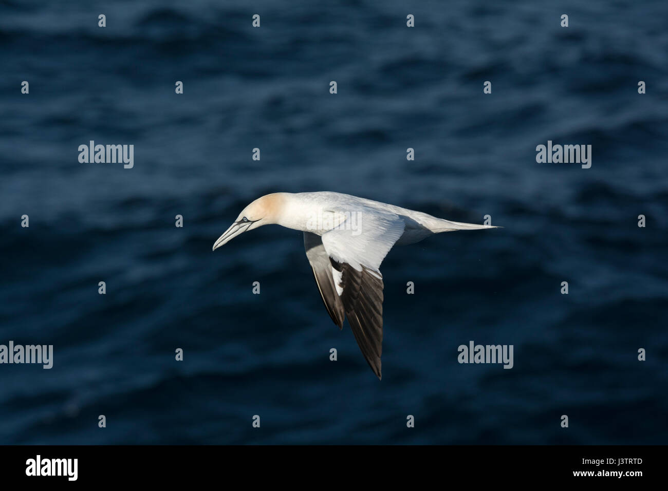 Norrhern Gannett Morus bassanus battenti torna a Colonia in Hermaness, Unst. Shetland, Giugno Foto Stock