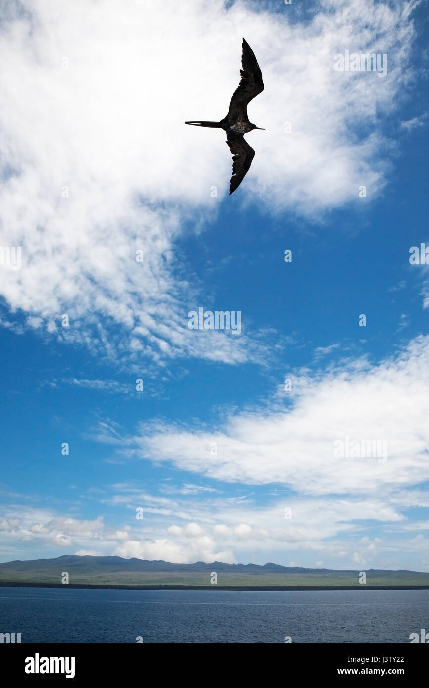 Frigatebird innalza sul isola di Santiago nelle Galapagos Foto Stock