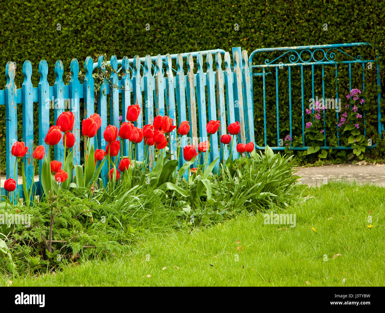 Tulipani rossi che crescono contro una recinzione da picket blu e un cancello in un giardino di campagna inglese Foto Stock