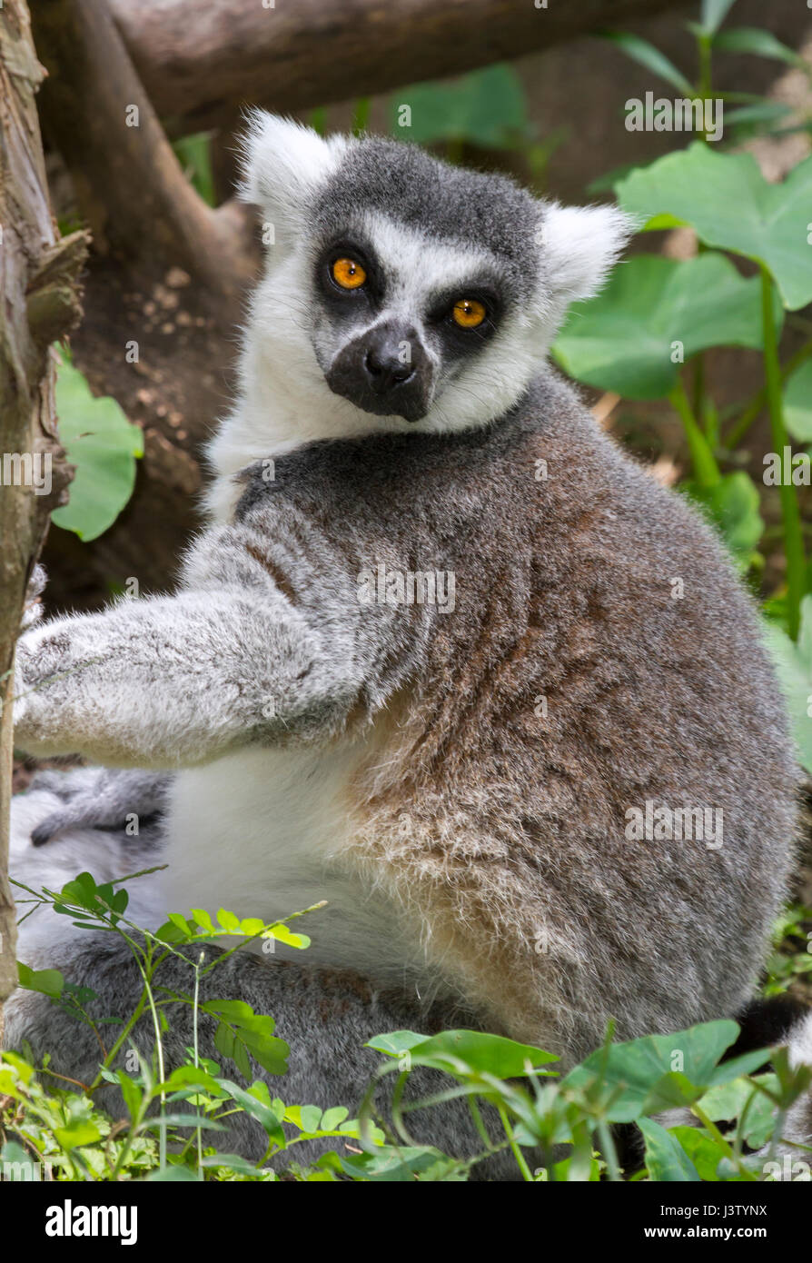 Anello-tailed lemur (Lemur catta) allo zoo, originariamente dal Madagascar Foto Stock