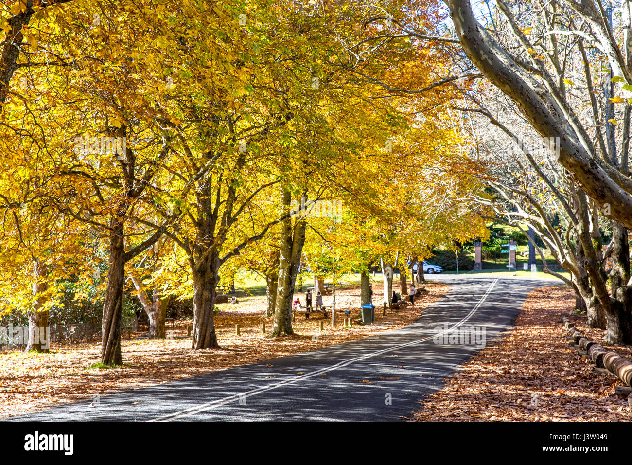 I colori autunnali a Mount Wilson villaggio nel Parco nazionale Blue Mountains, Nuovo Galles del Sud, Australia Foto Stock