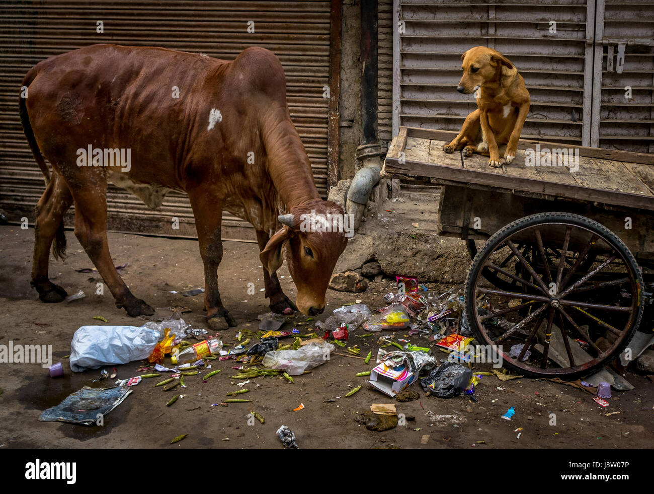 Vacca e cane Scena di strada nel mercato Kotla, Delhi, India Foto Stock