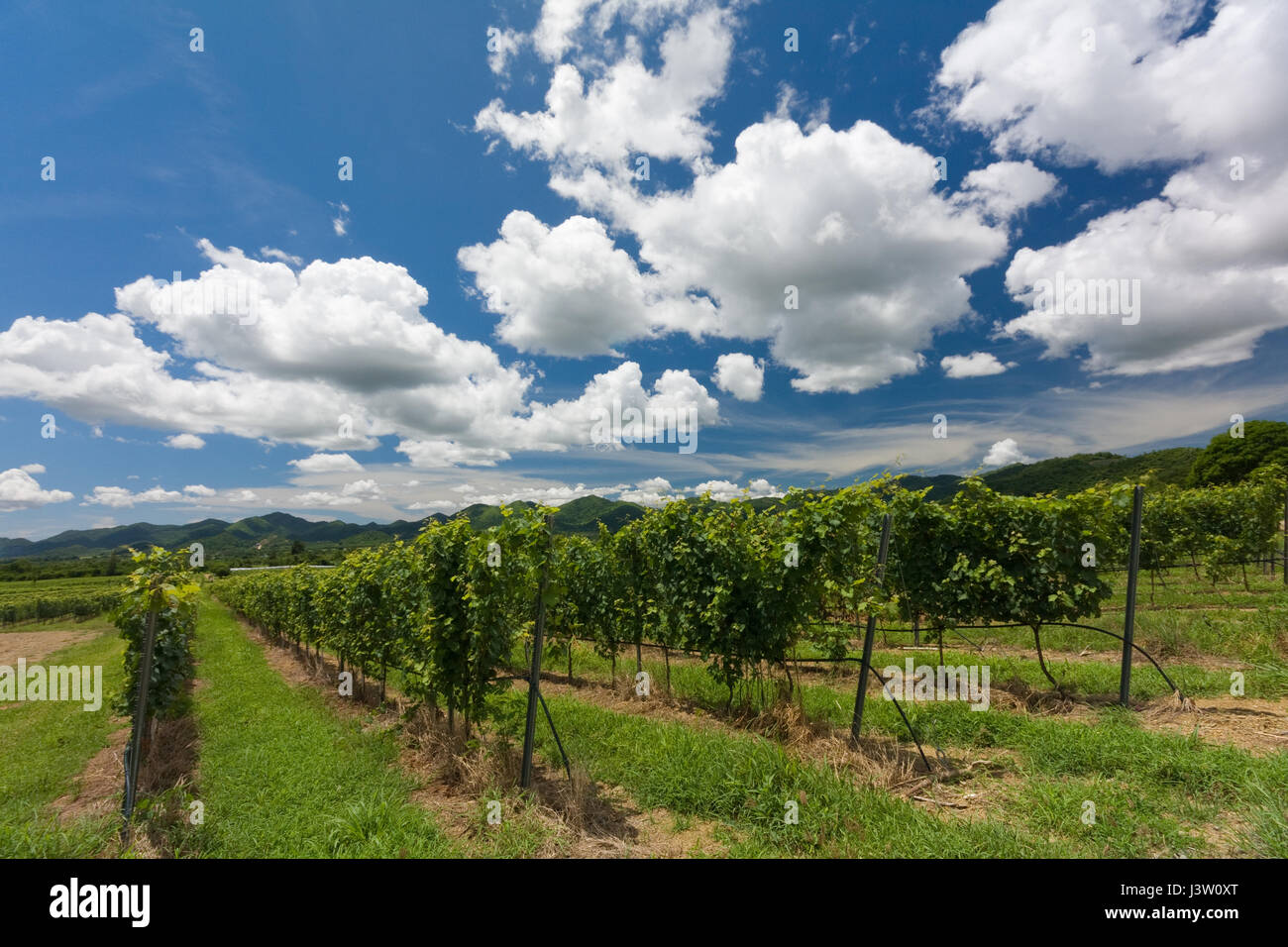 Viti a crescere a Hua Hin Hills , Vigneto Hua Hin, Thailandia Foto Stock