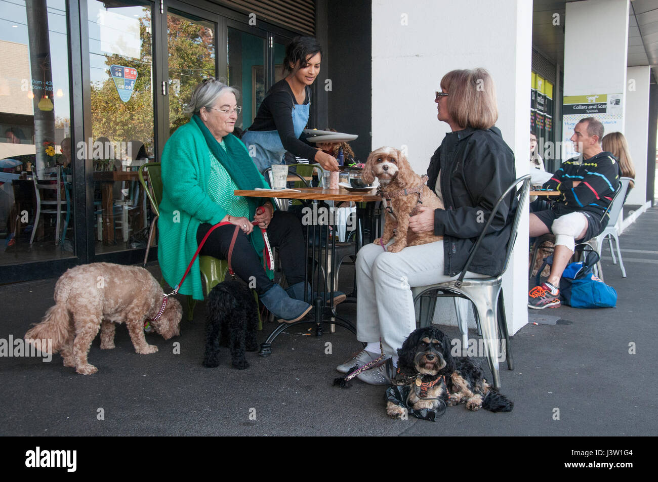 Cane-amanti socializzare in un cafe suburbana a Melbourne, Australia Foto Stock