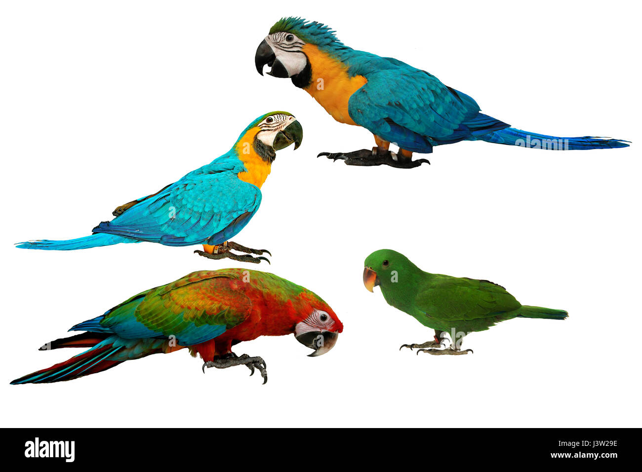 Pappagalli colorati come 2 maschio blu e giallo macaw parrot , rosso e blu macaw pappagallo e maschio pappagallo eclectus isolati su sfondo bianco. Foto Stock