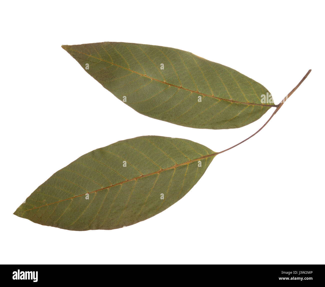 Essiccata e pressata di foglie di noce isolata. Erbario di foglie di alberi da frutto Foto Stock