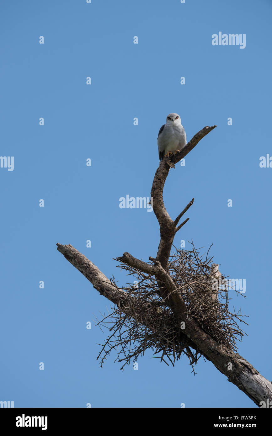 Nero kite con spallamento, Tanzania Foto Stock