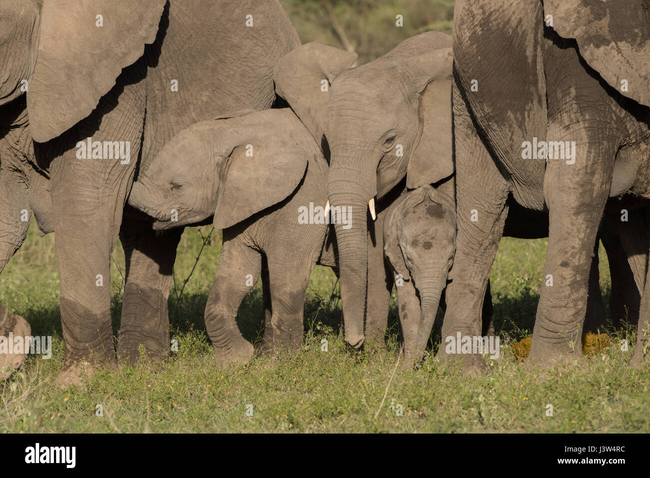 Famiglia di elefante, Ndutu, Tanzania Foto Stock