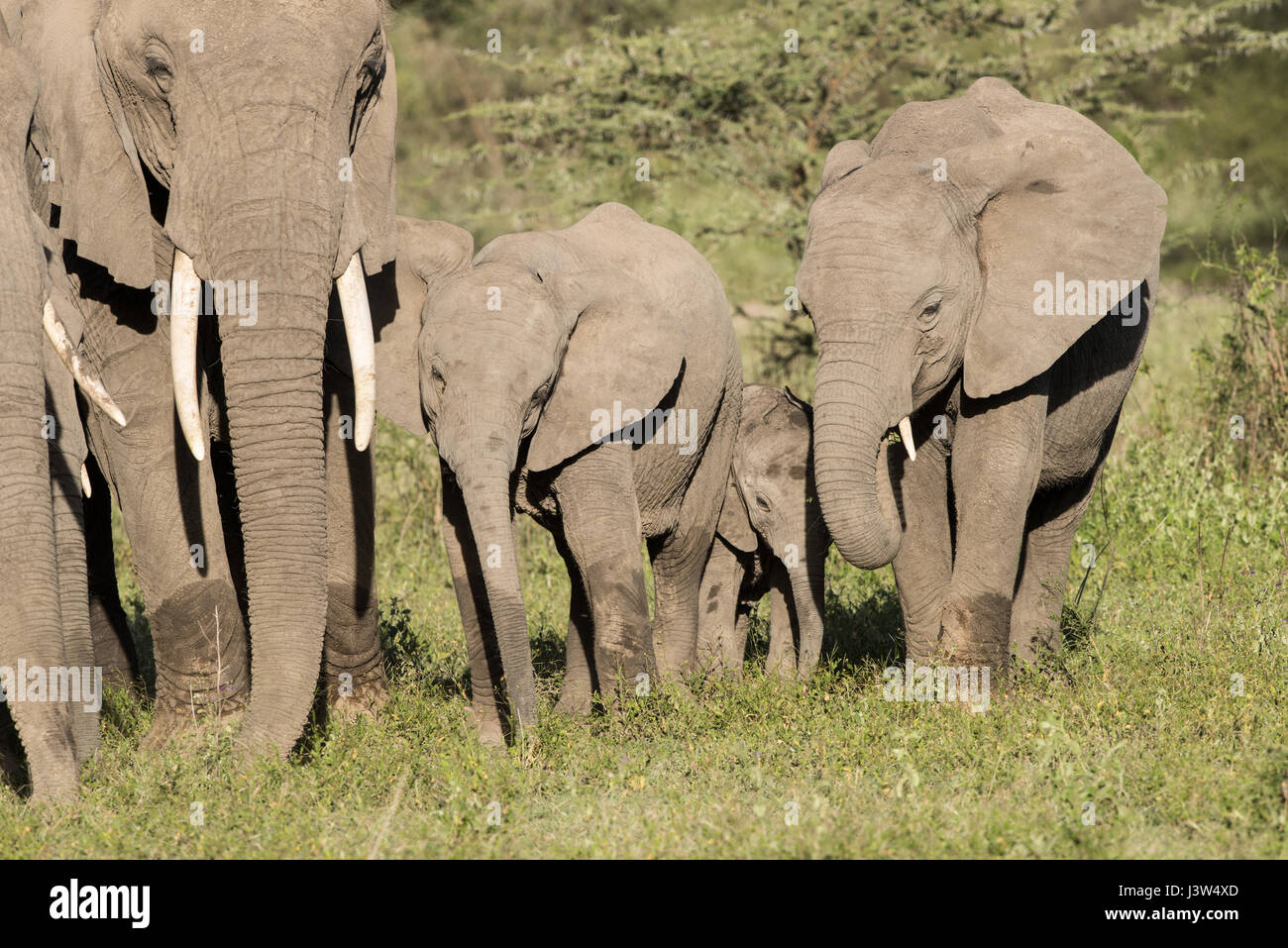 Famiglia di elefante, Ndutu, Tanzania Foto Stock