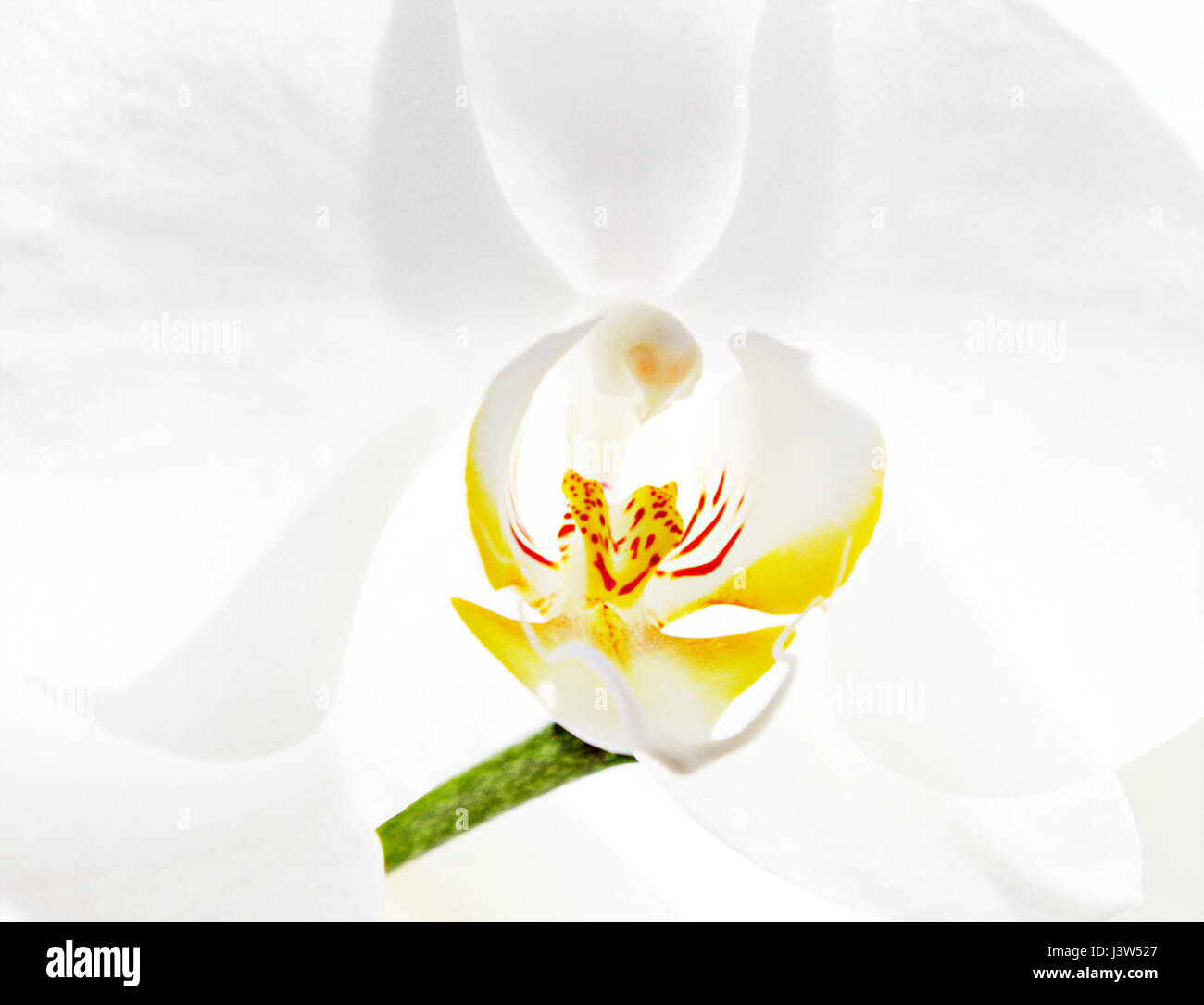 Orchidea (Phalaenopsis), Orchidaceae Foto Stock