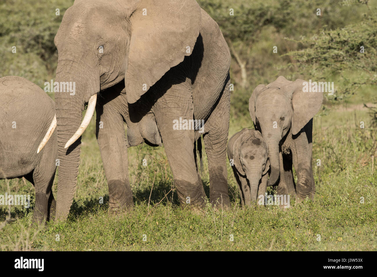 Famiglia di elefante, Ndutu, Tanzania Foto Stock