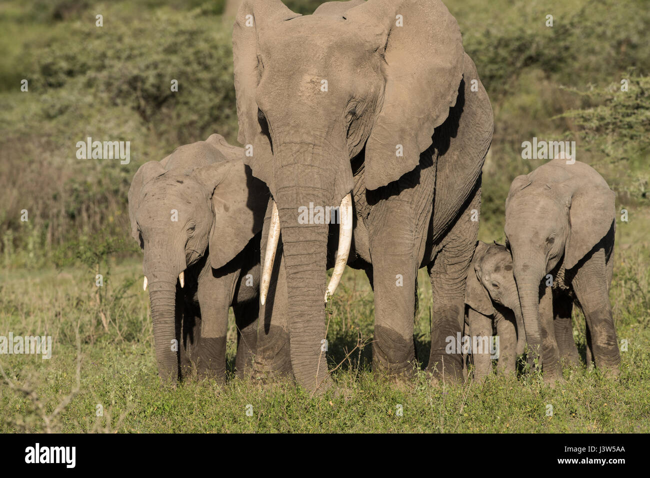 Famiglia di elefante, Ndutu, Tanzania Foto Stock