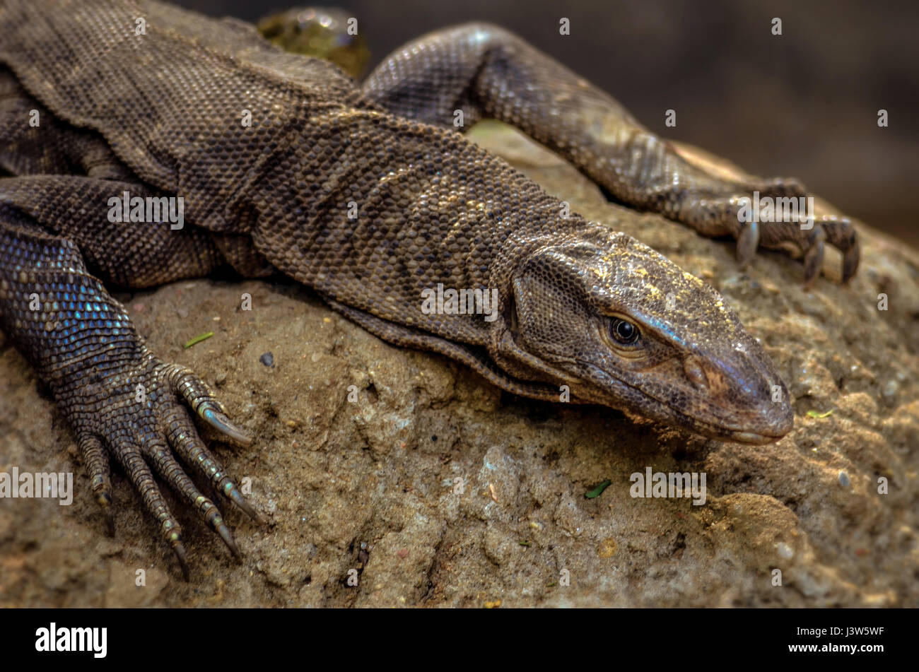 Il Bengala monitor o un comune monitor indiano lizard closeup - LA FAUNA Foto Stock