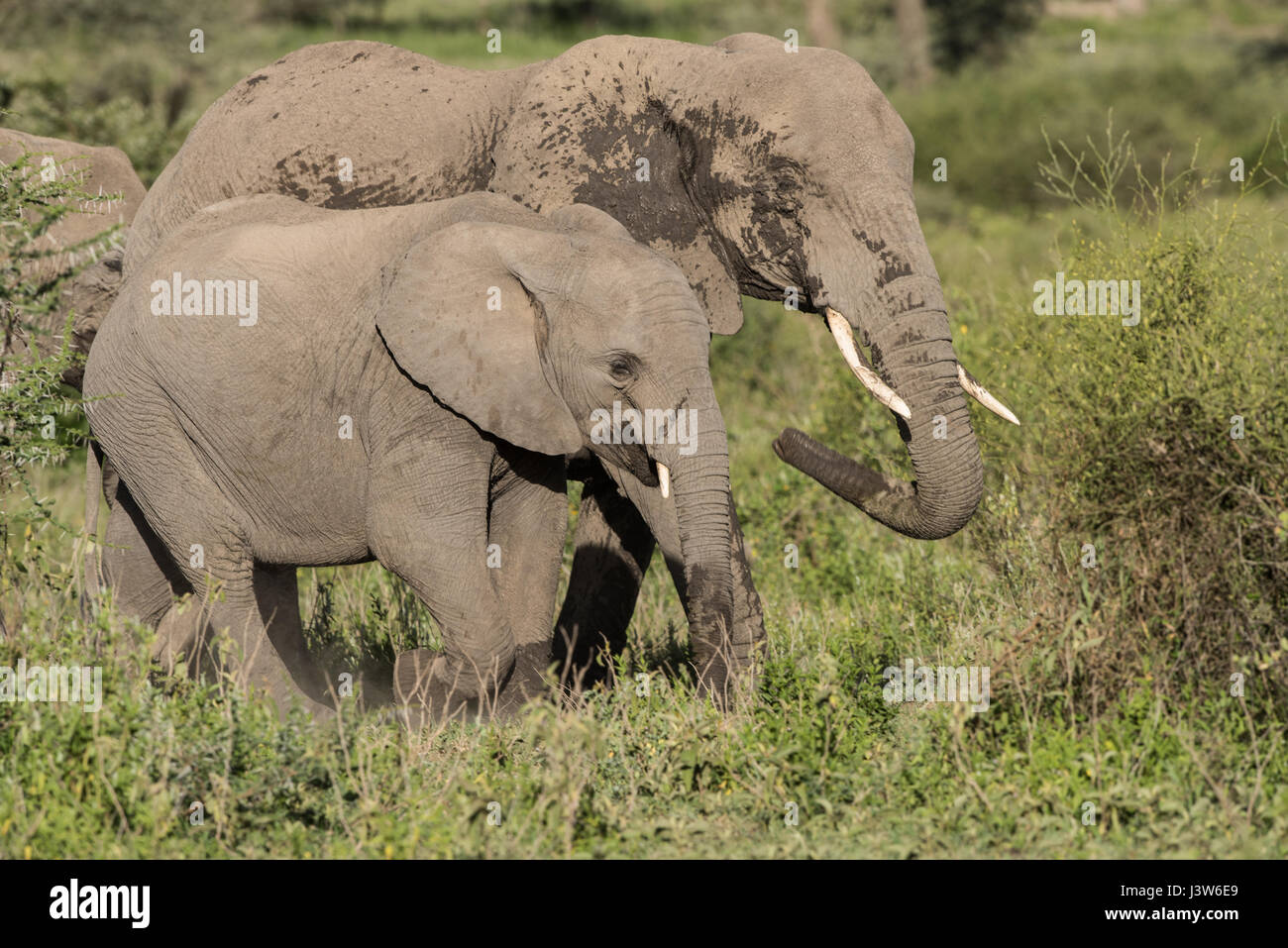 Elefante in boschi di Ndutu, Tanzania Foto Stock