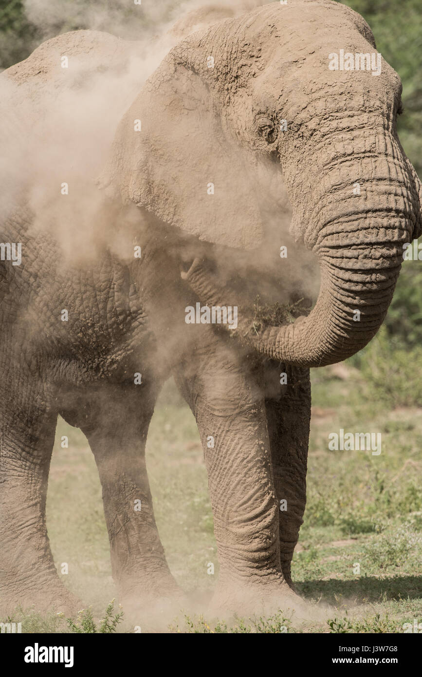 La polvere di elefante bagno, Tanzania Foto Stock