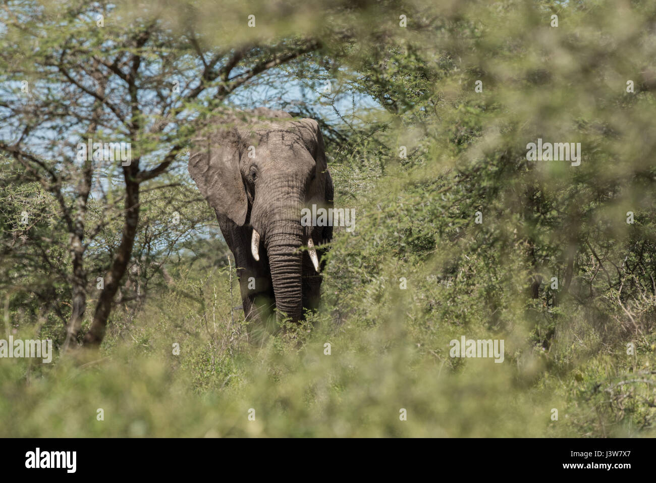 Elefante in boschi di Ndutu, Tanzania Foto Stock