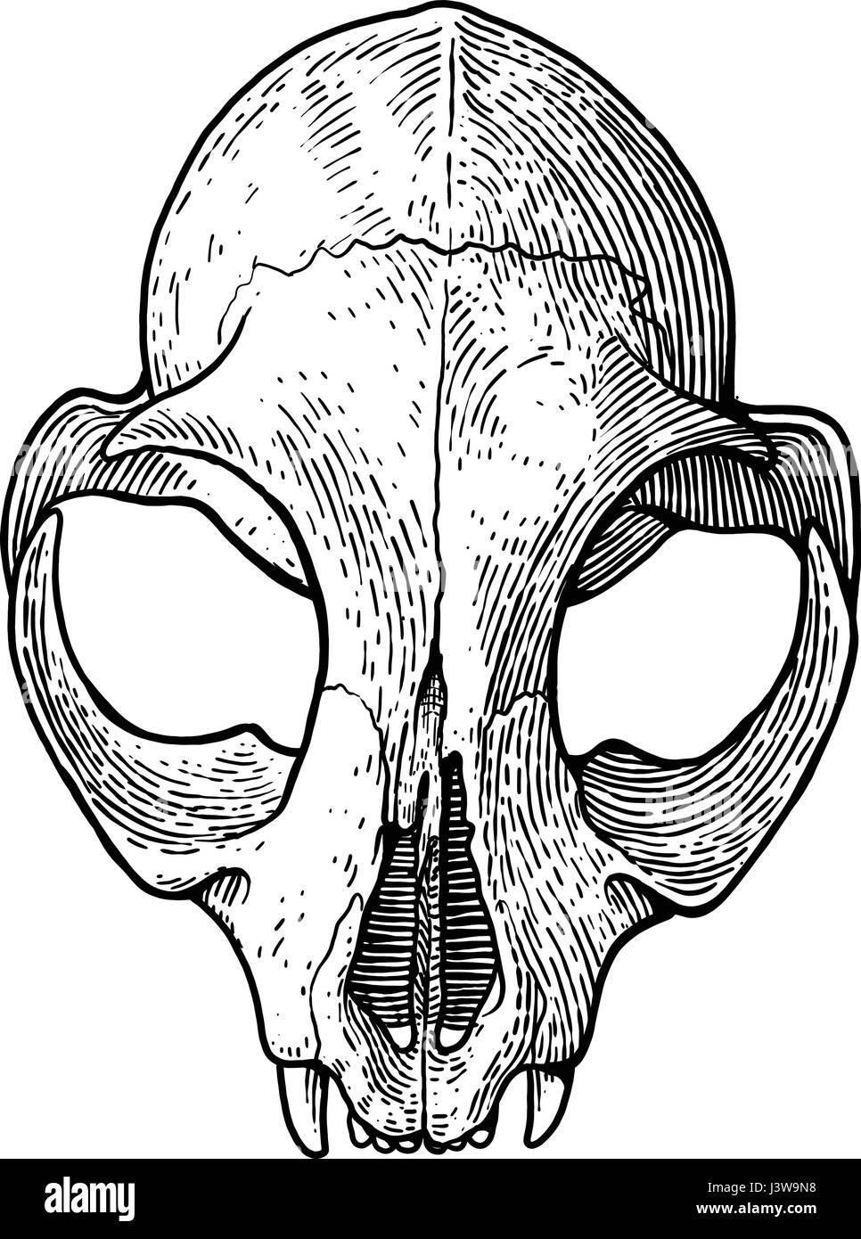 Cat cranio illustrazione, disegno, incisione, inchiostro, line art, vettore Illustrazione Vettoriale