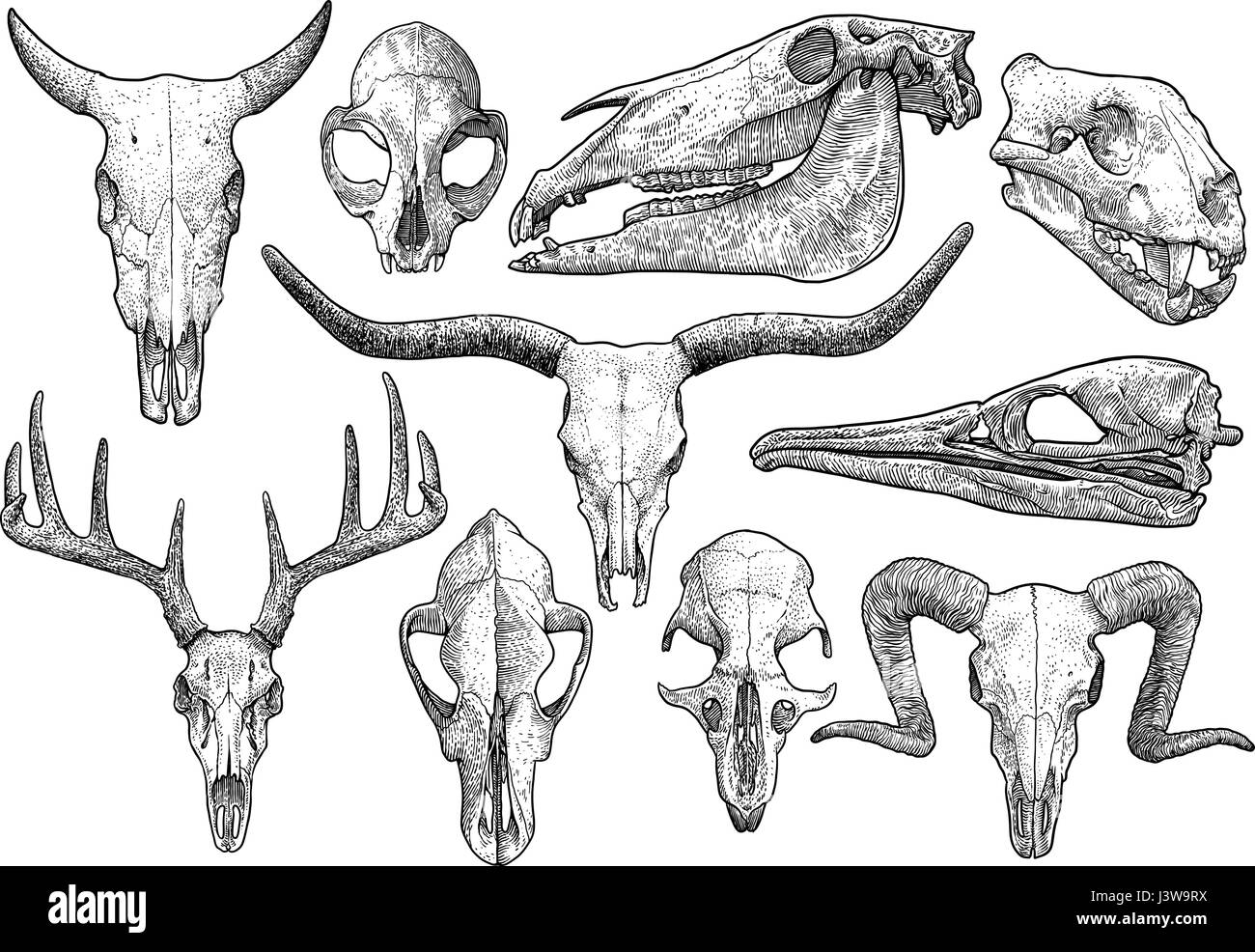 Cranio collezione Illustrazione, disegno, incisione, inchiostro, line art, vettore Illustrazione Vettoriale