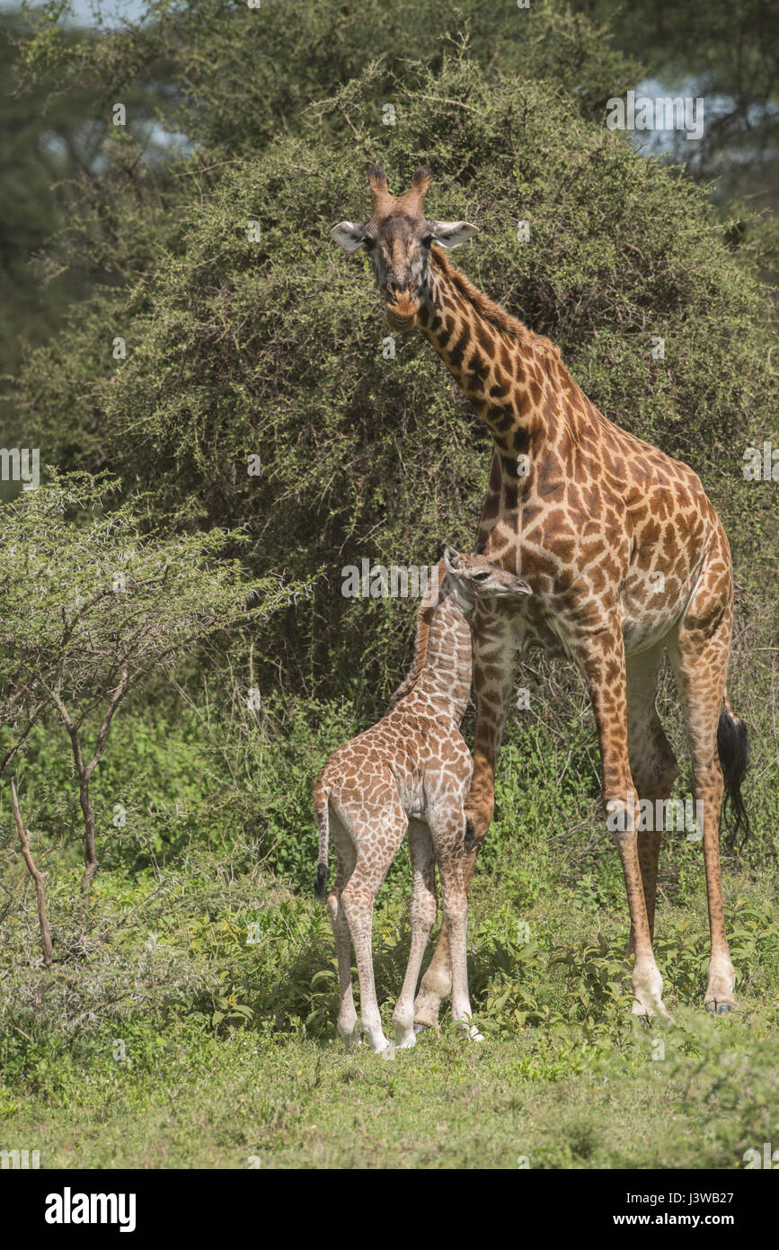 Masai giraffe madre e di vitello, Tanzania Foto Stock