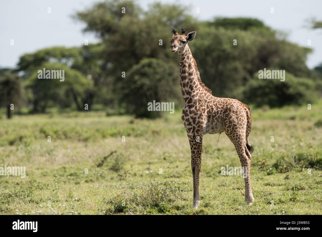 Baby giraffe, Tanzania Foto Stock