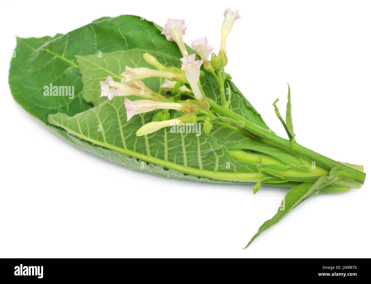 Fiore di tabacco su sfondo bianco Foto Stock