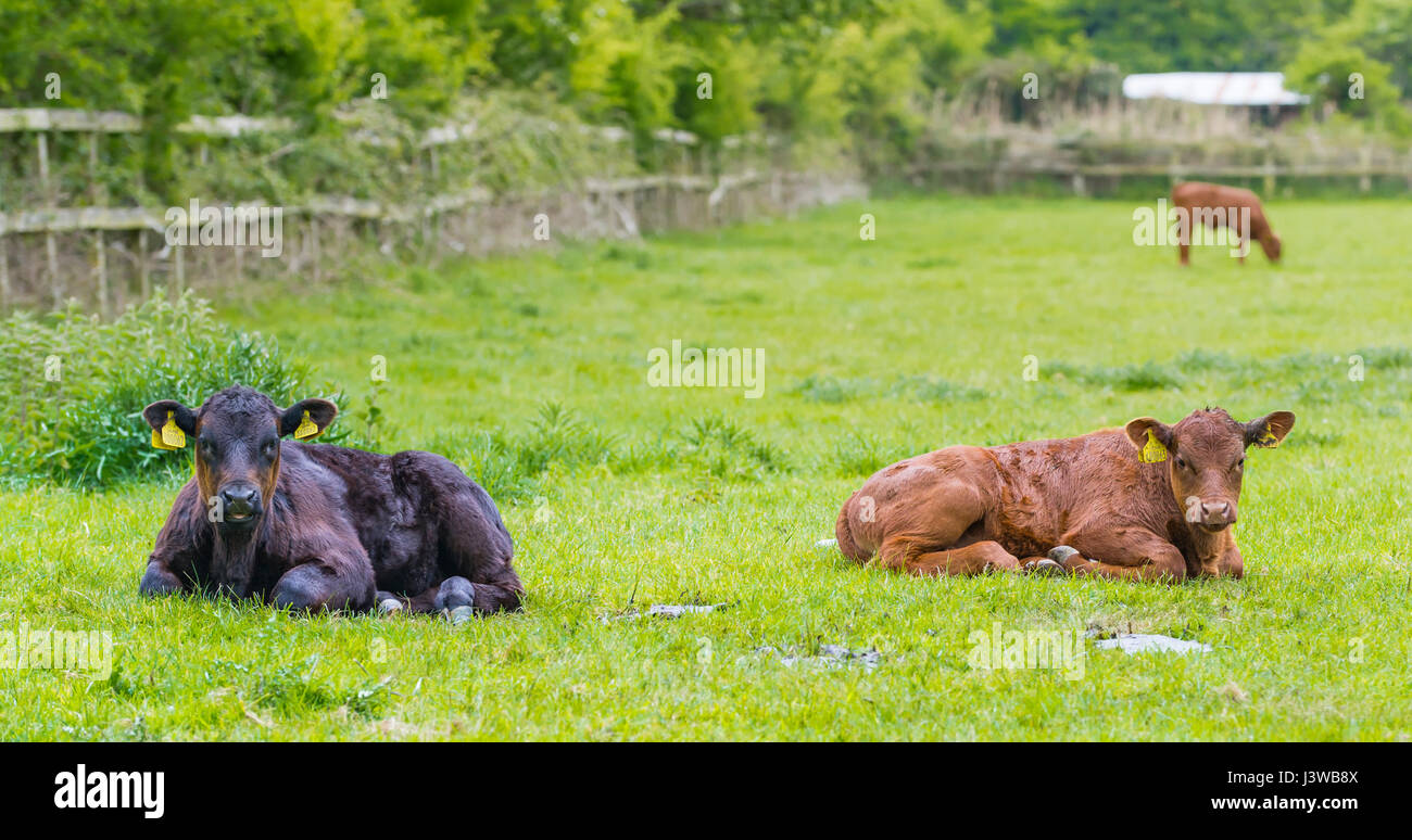 Una coppia di vacche in un piccolo campo di posa su erba a prendere una pausa. Foto Stock