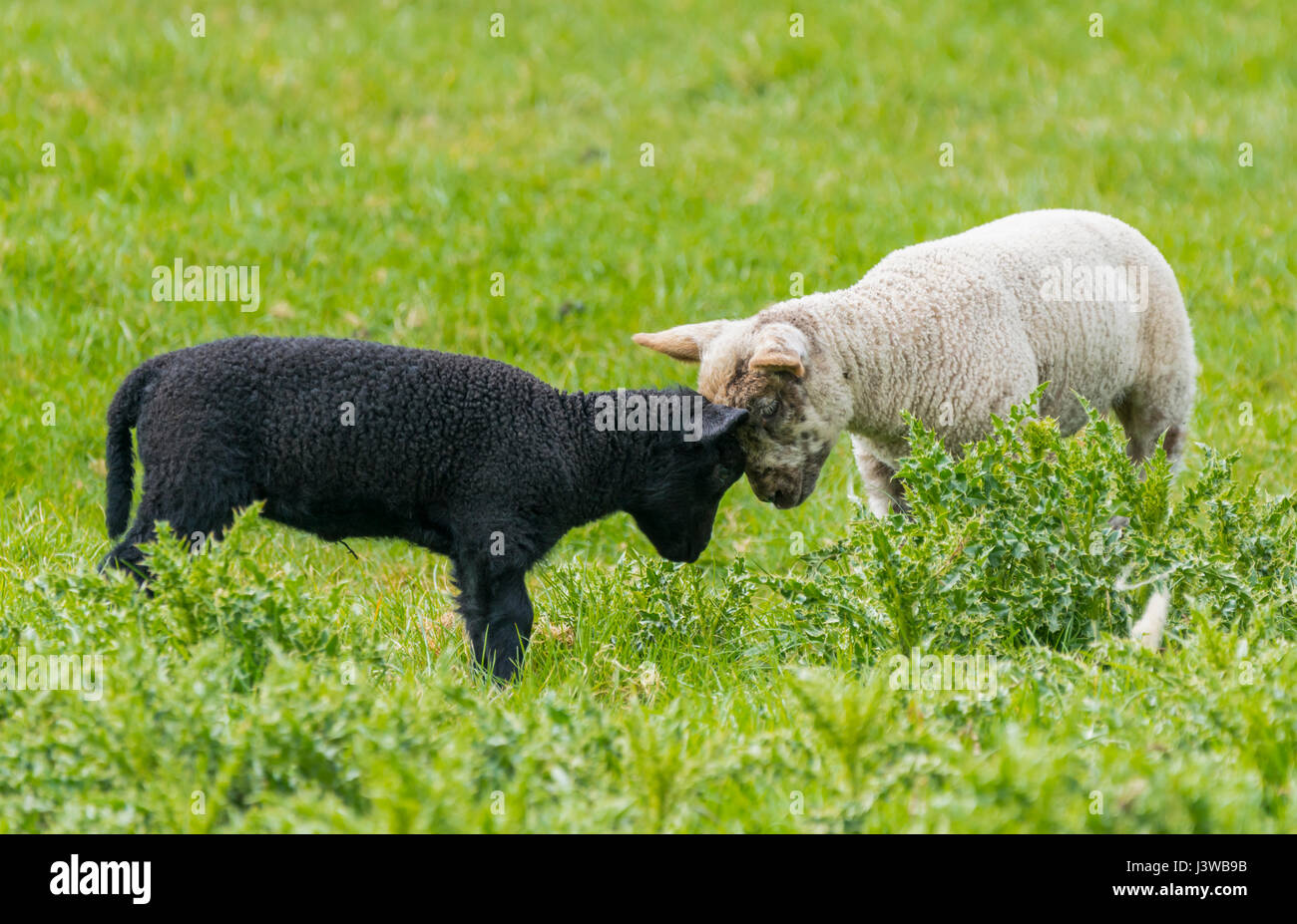 Chiudere gli amici. In bianco e nero gli agnelli testa a testa giocando insieme in un campo. Foto Stock