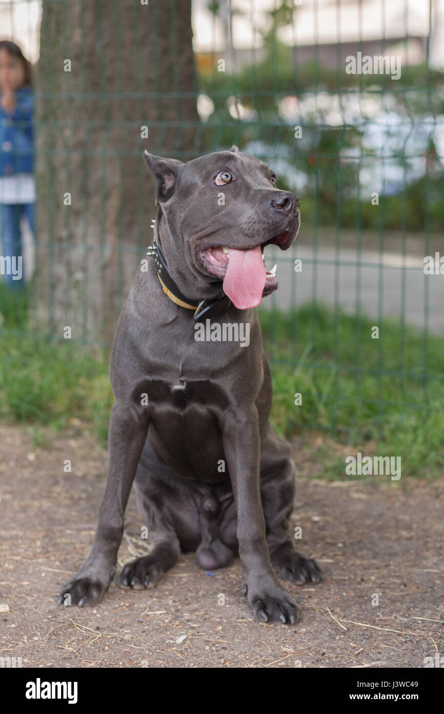 L'American Pit Bull Terrier Foto Stock