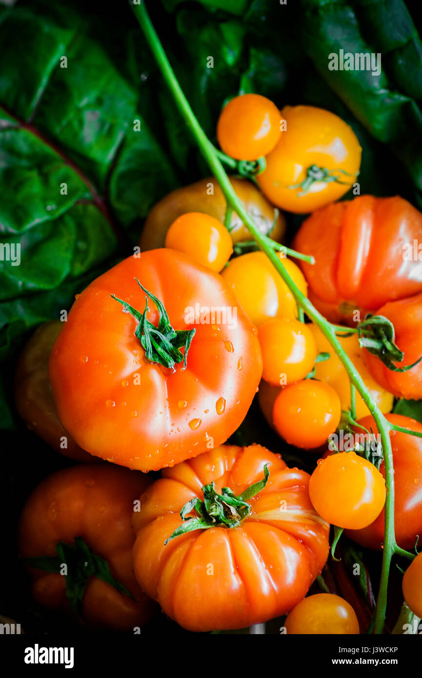 Un primo piano vista di vari tipi di pomodori frutta ingrediente alimentare cibo naturale Foto Stock