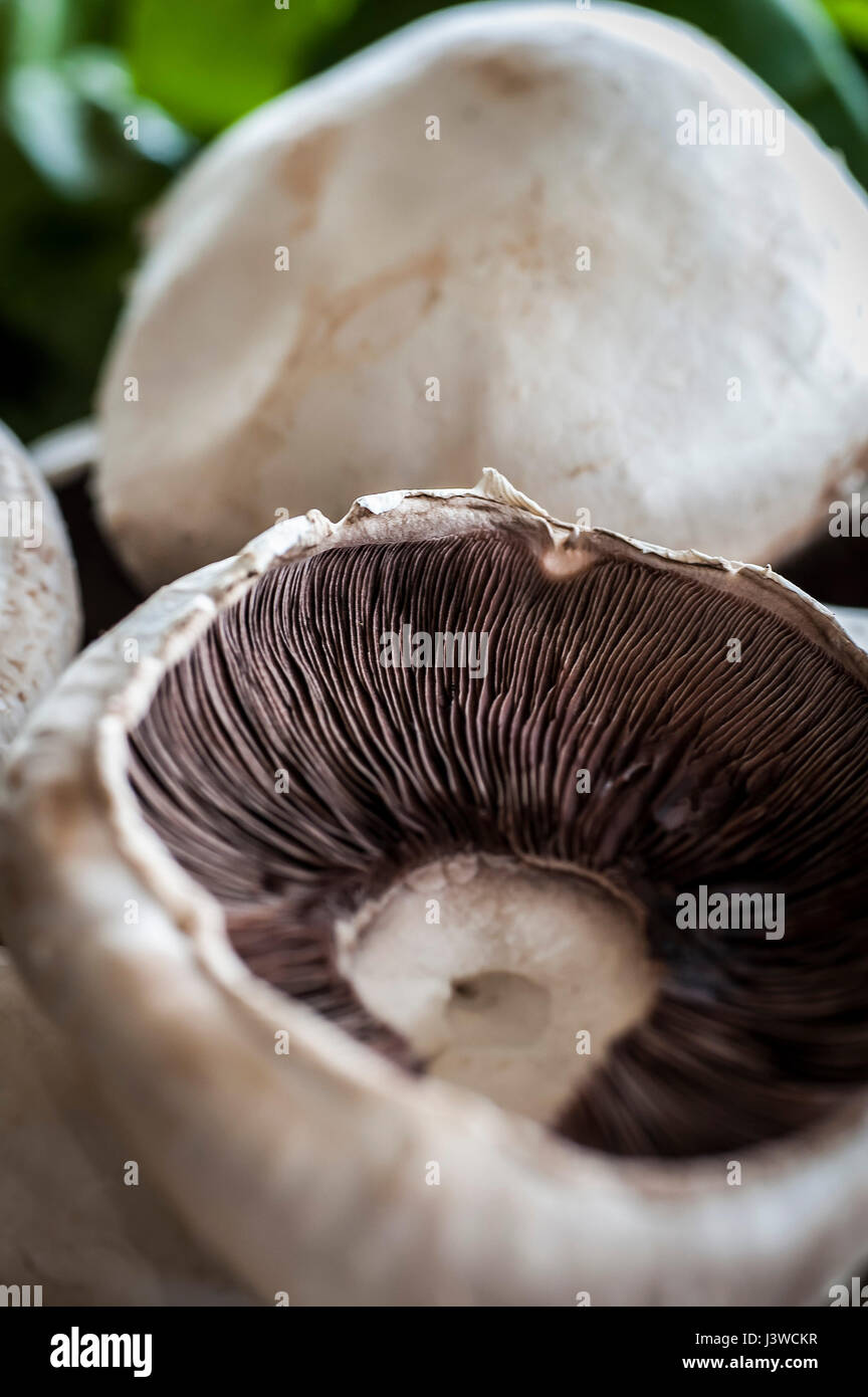 Un primo piano del campo di funghi Agaricus campestris funghi senza branchie Prato fungo funghi alimentari commestibili Foto Stock