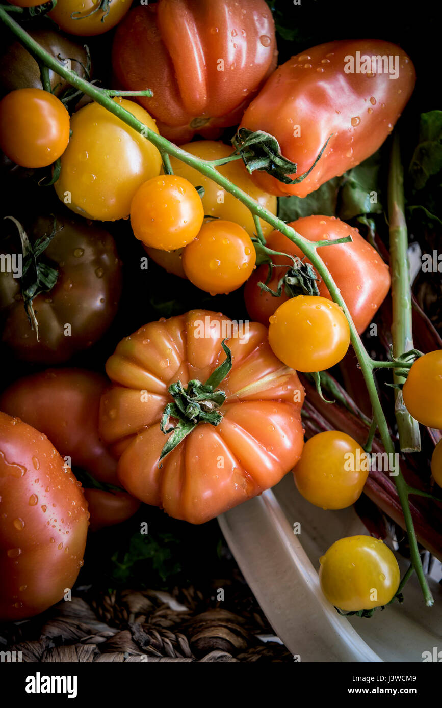 Un primo piano vista di vari tipi di pomodori frutta ingrediente alimentare cibo naturale Foto Stock