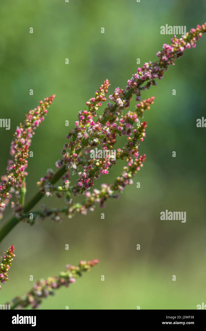 Testa di fioritura di comune Sorrel / Rumex acetosa - le foglie del quale hanno un rabarbaro-come gusto. Un selvaggio foraged cibo troppo. Foto Stock
