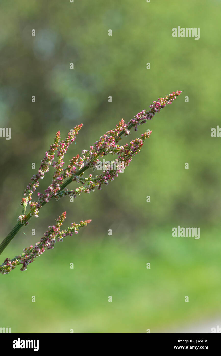 Testa di fioritura di comune Sorrel / Rumex acetosa - le foglie del quale hanno un rabarbaro-come gusto. Un selvaggio foraged cibo troppo. Foto Stock