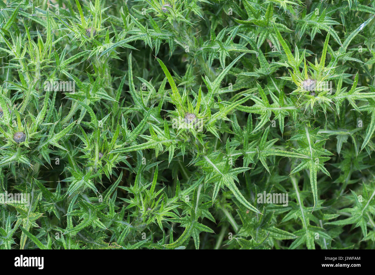 Germoglio di fiore e foglie superiori di Spear Thistle / Bull Thistle / Cirsium vulgare. Possibile metafora per il dolore / doloroso / Sharp. Foto Stock