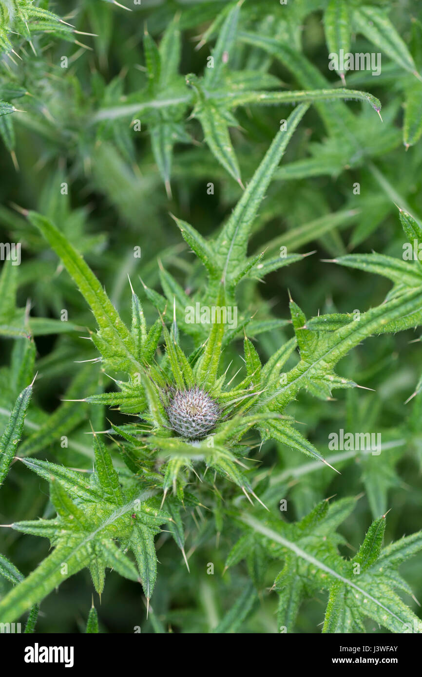 Germoglio di fiore e foglie superiori di Spear Thistle / Bull Thistle / Cirsium vulgare. Possibile metafora per il dolore / doloroso / Sharp. Foto Stock