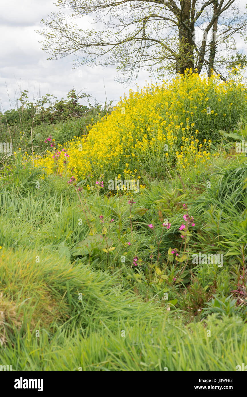 Colonia di giallo fioritura invernale / cress Barbarea vulgaris - precedentemente cresciuto come un caldo di senape come foglia di insalata, ma anche un foraged infestante. Foto Stock