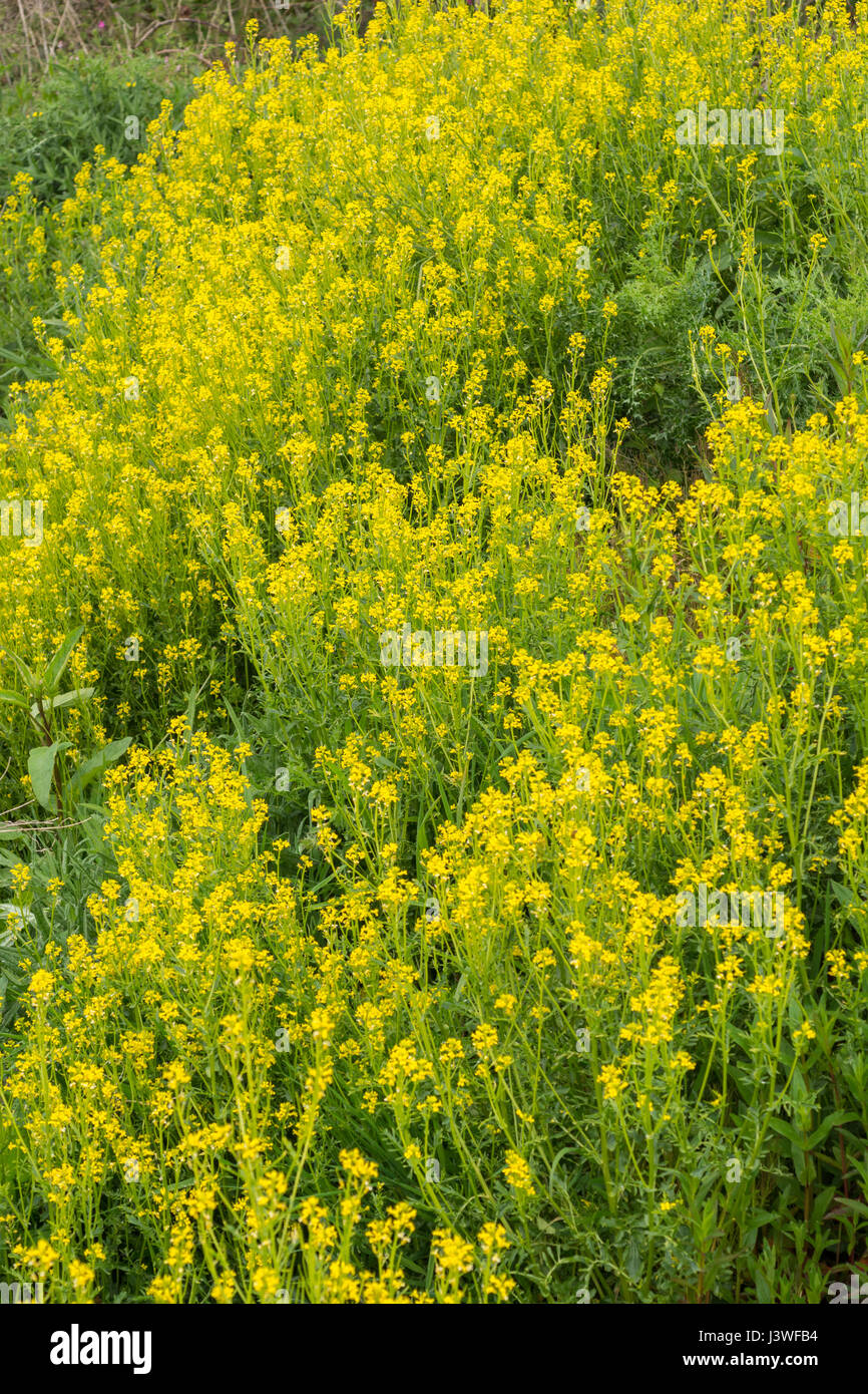 Colonia di giallo fioritura invernale / cress Barbarea vulgaris - precedentemente cresciuto come un caldo di senape come foglia di insalata, ma anche un foraged infestante. Foto Stock