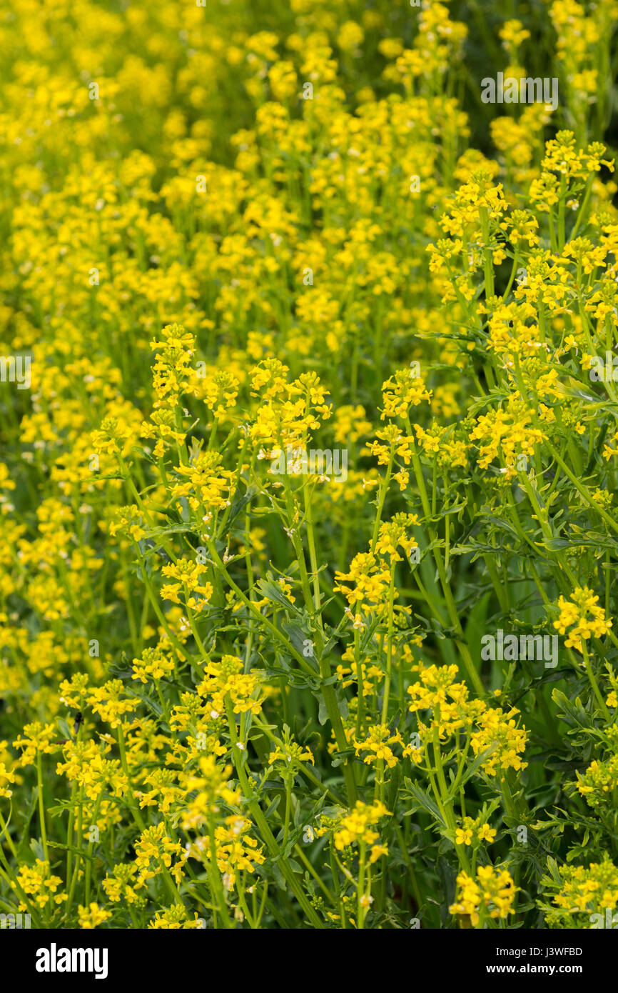 Colonia di giallo fioritura invernale / cress Barbarea vulgaris - precedentemente cresciuto come un caldo di senape come foglia di insalata, ma anche un foraged infestante. Foto Stock